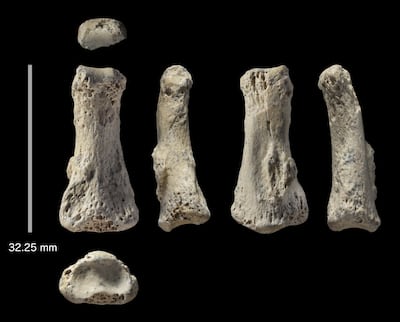 This photo provided by Michael Petraglia shows six different views of a Homo sapiens fossil finger bone from the Al Wusta archaeological site in Saudi Arabia. In a report released on Monday, April 9, 2018, researchers say the bone provides a new clue about when and how our species migrated out of Africa, with hunter-gatherers reaching the Saudi Arabia area by 85,000 years ago. (Ian Cartwright/Michael Petraglia via AP)