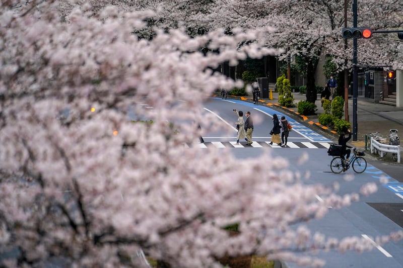 It was the first variety of cherry blossom to come to full bloom in Japan in 2022. AP
