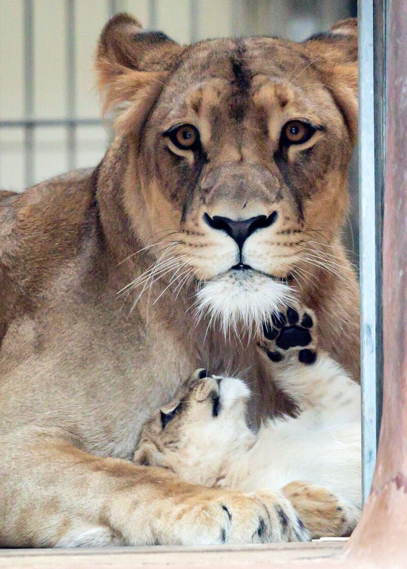Lion Bastet sits next to one of her cubs in their enclosure at the zoo in Erfurt, Germany. AFP