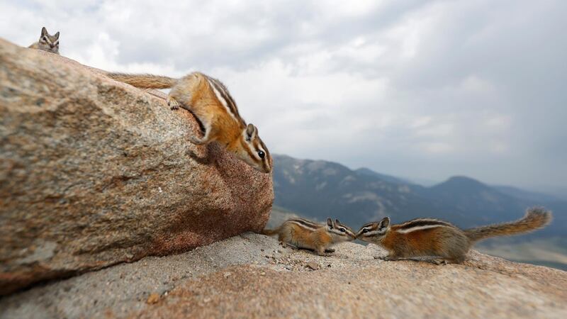 Chipmunks run along a rock ledge at the Horseshoe Park overlook in Rocky Mountain National Park in Grand Lake, Colorado, USA.  AP Photo