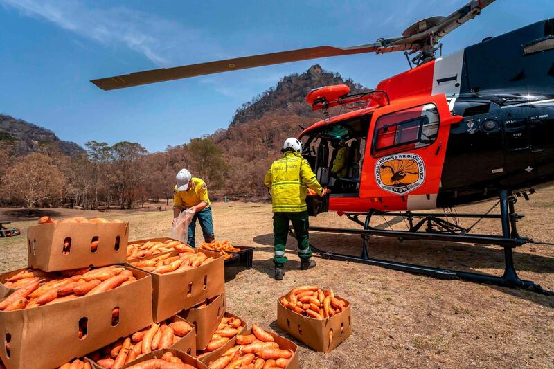 National Parks and Wildlife services loading carrots and sweet potato to drop over the bushfire affected areas along the South Coast for wallabies. AFP
