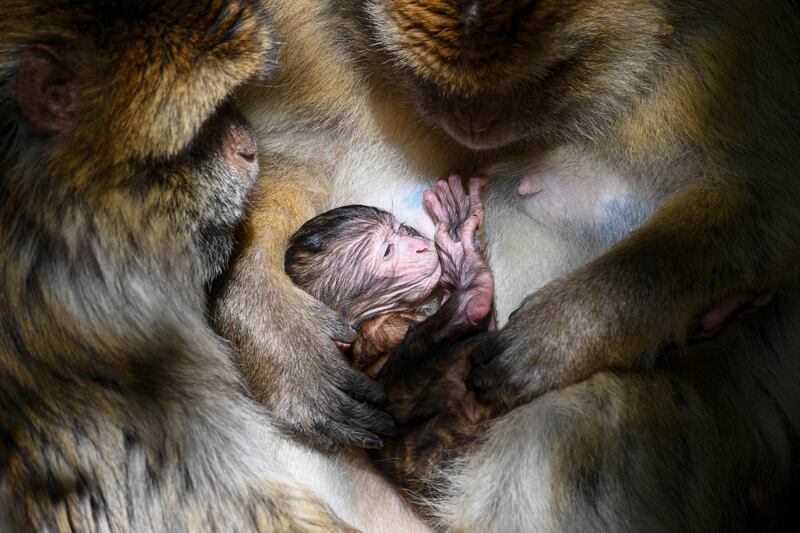 A Barbary macaque feeds a young animal in the outdoor enclosure on the so called 'Monkey Mountain' in Salem, Germany. AP