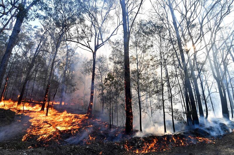 A bushfire, believed to have been sparked by a lightning strike that has ravaged an area of over 2,000 hectares in northern New South Wales state, burns in Port Macquarie. AFP