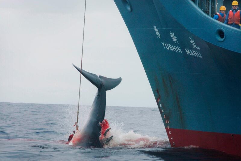 epa07248597 (FILE) - A handout photo made available by Greenpeace shows the Yushin Maru catcher ship of the Japanese whaling fleet injuring a whale with its first harpoon attempt, and taking a further three harpoon shots before finally killing the badly injured fleeing whale in the Southern Ocean, 07 January 2006 (reissued 26 December 2018). According to media report on 26 December 2018, the government of Japan announced that it will withdraw from the International Whaling Commission (IWC), effective 30 June 2019, and soon after will resume commercial whaling within its territorial waters and exclusive economic zone. The move comes amid resistance to Japan's efforts to advocate commercial whaling of plentiful whale species from anti-whaling countries in the IWC.  EPA/JEREMY SUTTON-HIBBERT / HANDOUT  HANDOUT EDITORIAL USE ONLY/NO SALES