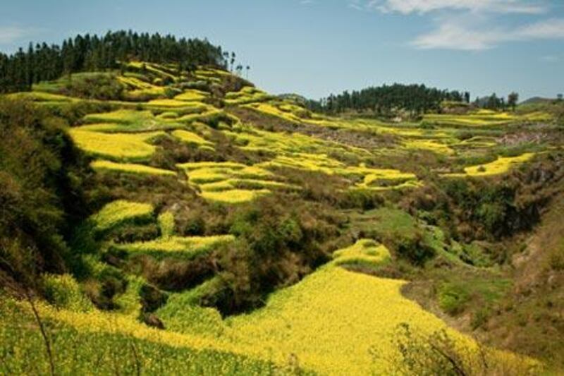 The innumerable fields of rapeseed in Yunnan province burst into vivid blossom for two to three weeks in late February and early March.