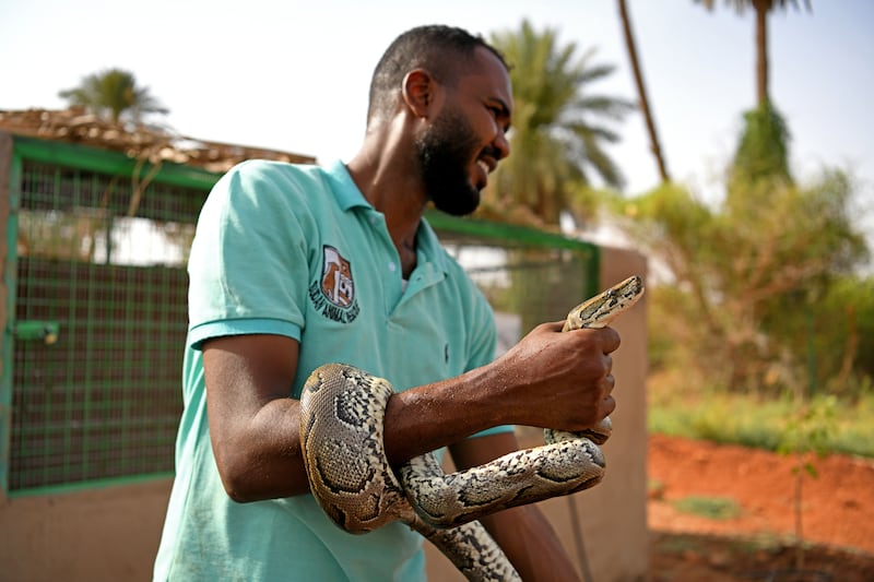 Centre manager Mansour Al Mushrif holds an African Rock Pyhton during a medical check. 