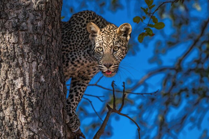 Leopard Outlook
Kruger National Park
South Africa 2018
Photo by Dr Harold Vanderschmidt