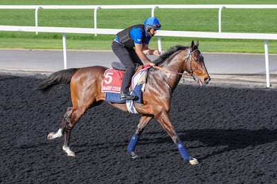 Mandatory Credit: Photo by Cedric Lane/Shutterstock (11824687dx)
MAGNY COURS (FR) exercising at morning trackwork, Meydan, Dubai World Cup.
Morning Gallops, International entries Dubai World Cup plus ancillary events, Dubai, United Arab Emirates - 22 Mar 2021