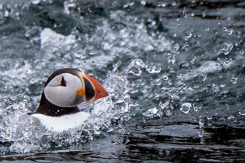 An atlantic puffin swims near the Rouzic Island on the '7 iles' (seven island) bird sancturary, off Perros Guirec, western France. AFP