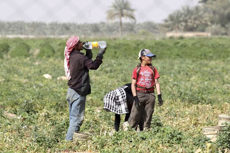 Syrian workers on a tomato farm in the northern Jordanian town of Shouneh. Arab countries account for more than five per cent of the world’s population, but have only one per cent of the global water resources. Reuters
