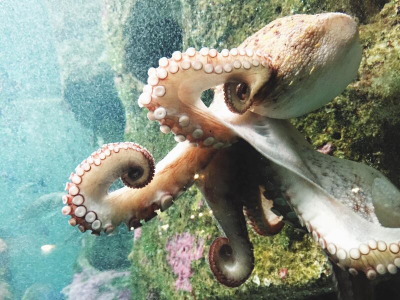 View Of Octopus Underwater. Getty Images