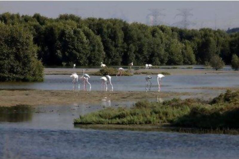 Flamingos look for food at the Ras al Khor Wildlife Sanctuary in Dubai.