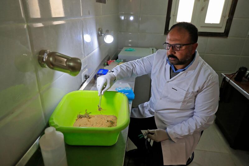 Egyptian engineer Ahmed Abu al-Seoud catches a scorpion at his Scorpion Kingdom laboratory and farm in Egypt's Western Desert, near the city of Dakhla in the New Valley, some 700 Southeast the capital, on February 4, 2021. Biomedical researchers are studying the pharmaceutical properties of scorpion venom, making the rare and potent neurotoxin a highly sought-after commodity now produced in several Middle Eastern countries. / AFP / Khaled DESOUKI
