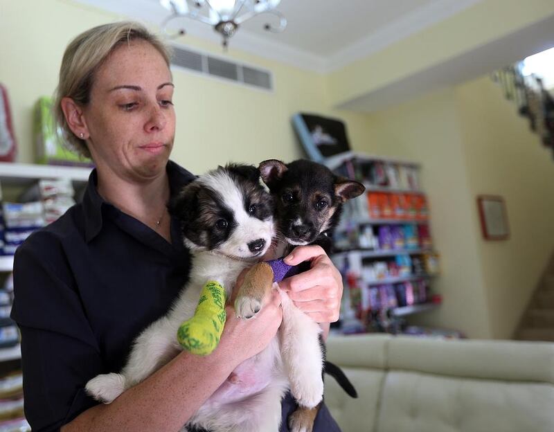 Zoe Hamilton poses with the puppies Stumpy and Bernard who were rescued after being found with paws amputated. Satish Kumar / The National 