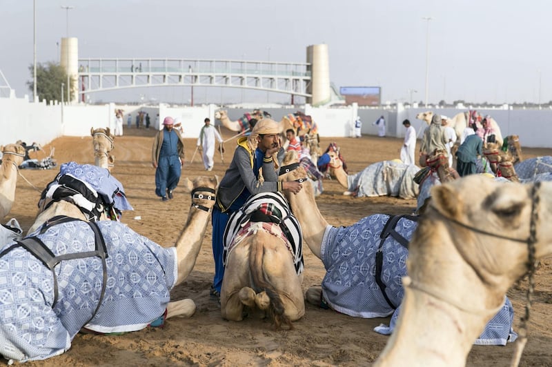 DUBAI, UNITED ARAB EMIRATES - Feb 15, 2018.

Camels and their caretakers get ready behind Al Marmoum Race Track.

The fastest camels in the Gulf will compete for cash, swords, rifles and luxury vehicles totalling Dh95 million at the first annual Sheikh Hamdan Bin Mohammed Bin Rashid Al Maktoum Camel Race Festival in Dubai.


(Photo: Reem Mohammed/ The National)

Reporter:
Section: NA