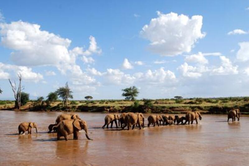 Elephants cross the  Ewaso-Nyiro River, above, in Kenya’s Samburu National Reserve. Left, Yeager, a bull elephant named after the test pilot Chuck Yeager, because of his habit of wandering long distances. Clockwise from below right, orphaned elephant calves at a Nairobi rescue camp that teaches local children about the effects of poaching; villagers in Kiltamany, a settlement in Samburu, put on a play about elephants – the tribe believes the animals share a spiritual connection with humans; the guides at Elephant Watch Camp wear traditional kikoi warrior attire, headdresses and jewellery. Photographs by Susan Hack for The National