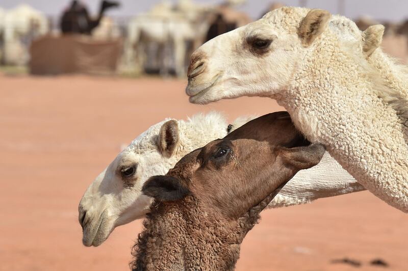 Camels compete in the beauty pageant of the annual King Abdulaziz Camel Festival in Rumah. AFP