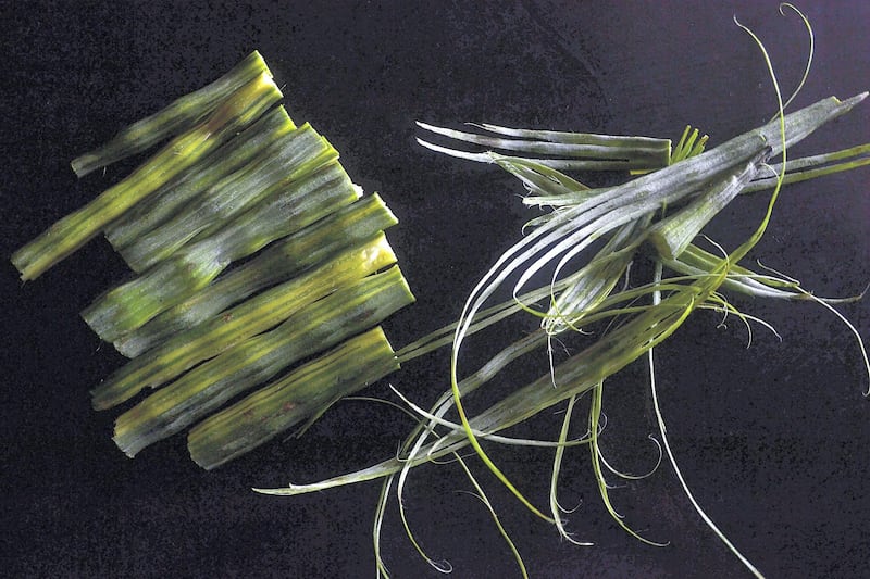 Peeled drumsticks on a  table.Still life shot.
Drumsticks contain important minerals like calcium,magnesium,iron which are essential for health.Drumsticks also provide dietary fibers to the body.