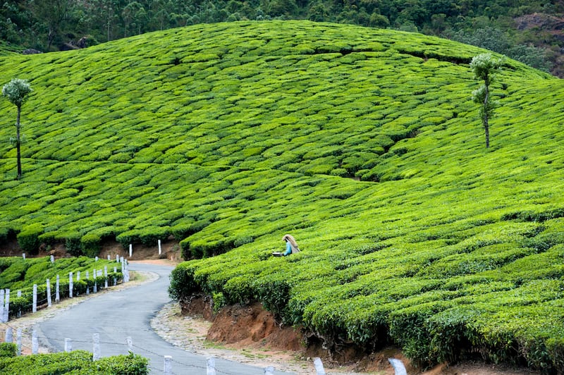 14th February 2013, Munnar, Kerala, India.  A tea picker works on the Lockhart Tea Estate owned by HML, near Munnar, Kerala, India on the 14th February 2013 . Simon de Trey-White for The National
