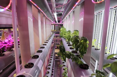 One of the vertical farms at Sharjah Research, Technology and Innovation Park. Chris Whiteoak / The National