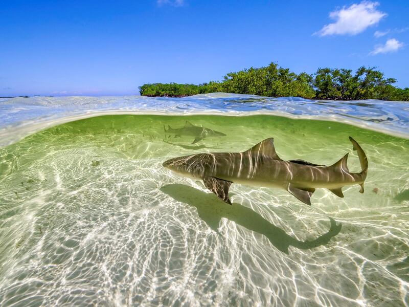 Lemon sharks swim in the shallow waters by the mangrove forests of Bimini, Bahamas
