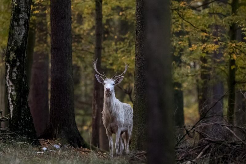 A white deer stag looks from between some trees at a game preserve in Zleby, Czech Republic. EPA