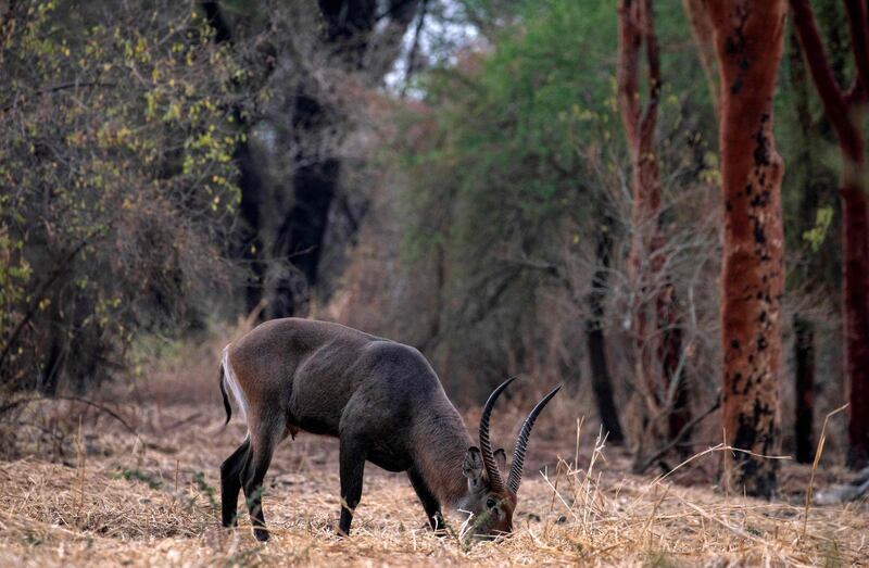 An adult waterbuck grazes at Dinder National Park. The park is home to 27 species of large animals. AFP