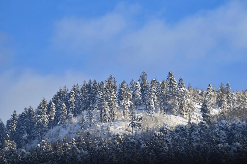 Snow covers trees at the Wank mountain in Garmisch-Partenkirchen. EPA
