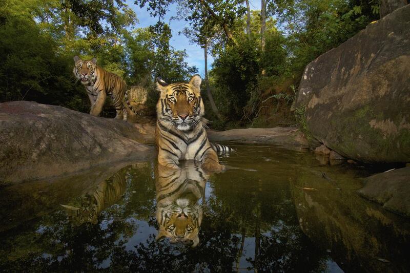 Tiger snapping in India - Dedication is often required in finding wild tigers in India. The Bandhavgarh Tiger Reserve in Madhya Pradesh is the best spot for seeing them. Getty Images