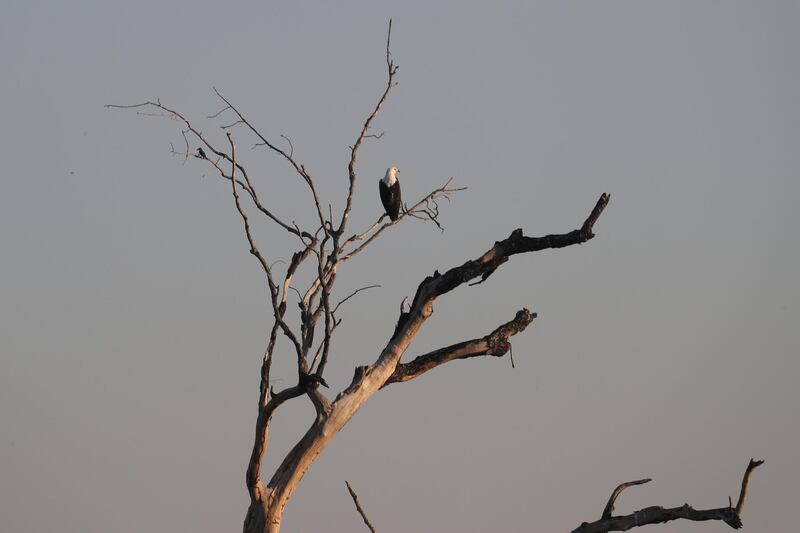 A fish eagle sits above waters flowing into the Okavango Delta Reuters