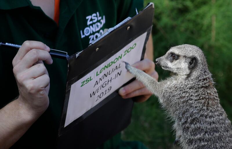 A Meerkat investigates a clip board during the Zoo's annual weigh-in, in London.  AP