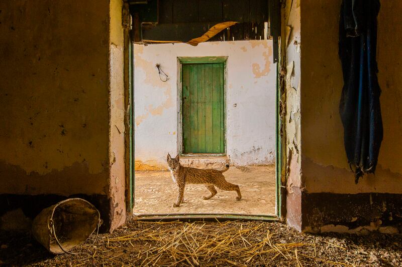 'Lynx on the Threshold' by Sergio Marijuan (Spain). Category: Highly commended, Urban Wildlife. Photo: Natural History Museum