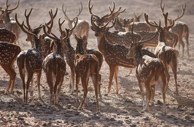 A wildlife-centric stay awaits on Sir Bani Yas Island in Abu Dhabi. Courtesy Anantara