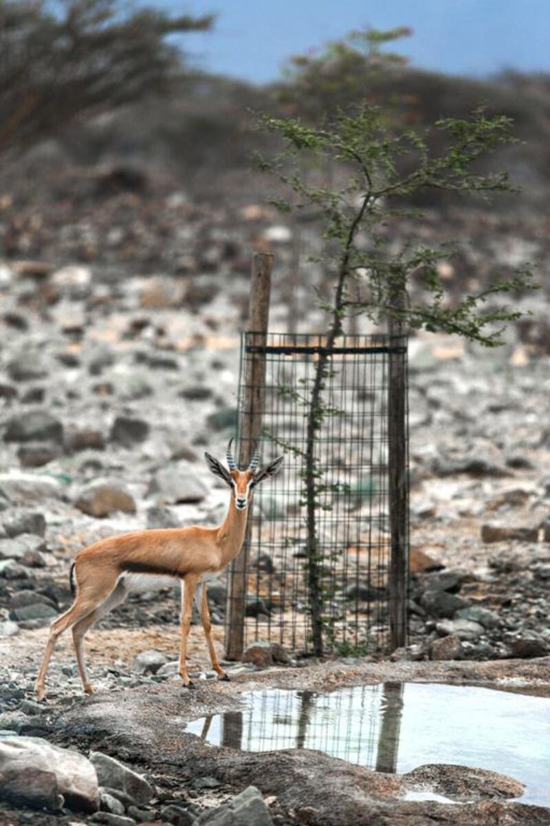 A gazelle stares back as Al Hefaiyah Mountain Conservation Centre in Kalba, Sharjah, was opened to the public on Sunday. Victor Besa for The National