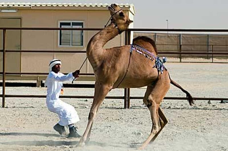 A feisty camel jumps back as a young man attempts to tie it up to a gate.