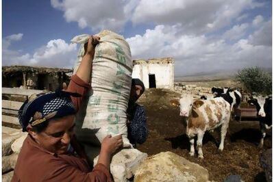 Farmers feed their cows in Tuzkoy. Mustafa Kemal Ataturk liked to say "the villager is the master of the nation". AP Photo