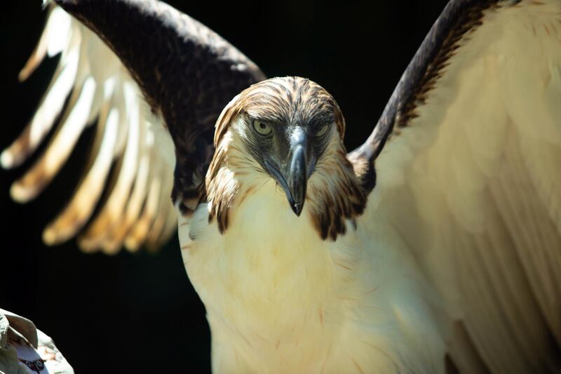 A Philippine Eagle spreads its wings inside a sanctuary in Davao City, Philippines. EPA