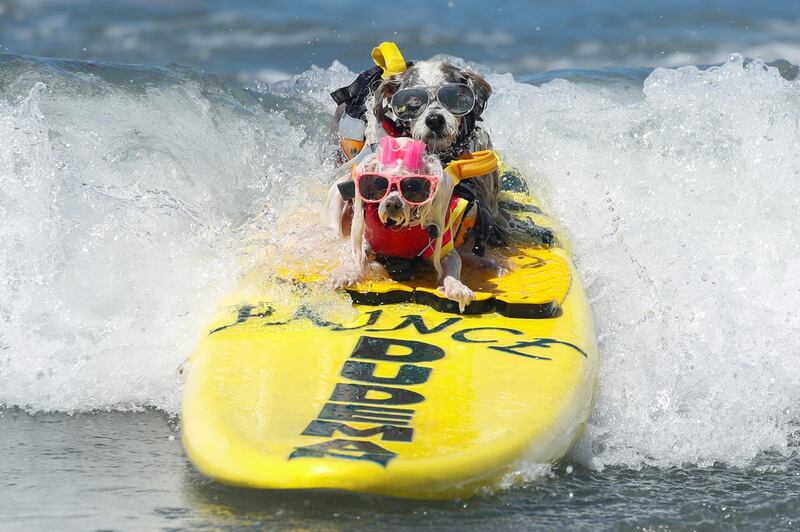 Prince Dudeman, right, and Flofy ride a wave together as they compete at the 14th annual Helen Woodward Animal Center Surf-A-Thon where more than 70 dogs competed in five different weight classes for "Top Surf Dog 2019" in Del Mar, California, US on September 8, 2019. Reuters