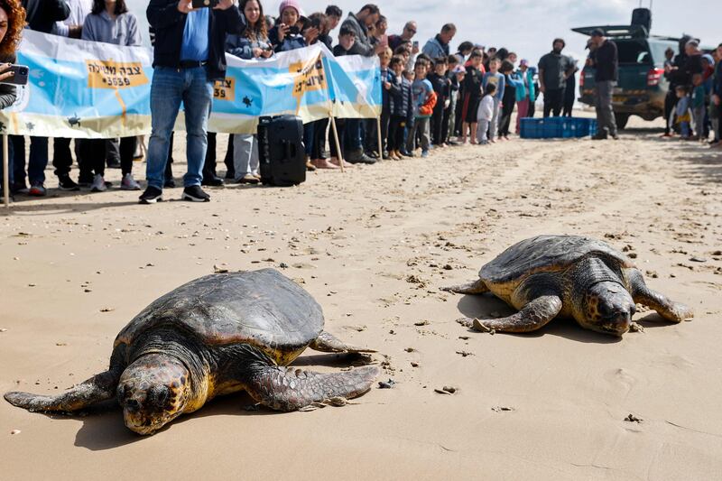 People watch rescued sea turtles as they find their way to the Mediterranean after being released near the Israeli coastal city of Netanya.