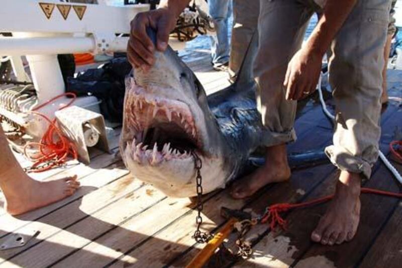 A handout picture released by the Egyptian ministry of environment on December 2, 2010 shows the shark believed to be behind an attack on tourists in the Red Sea resort of Sharm el-Sheikh. AFP PHOTO/HO == RESTRICTED TO EDITORIAL USE ==

