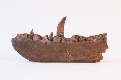 A lower-right jaw fragment of Megalosaurus. Photo: Oxford University Museum of Natural History