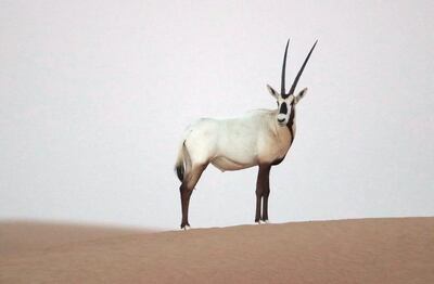 An oryx in the Dubai Desert Conservation Reserve. Courtesy Wam