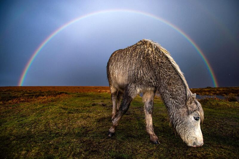 'Under the Rainbow', Joan Randles: 'I have been capturing the semi-feral ponies of the Gower, Swansea, [Wales,] for nearly a year, spending many hours observing them and the changes to their environment. Part of following their day to day lives means photographing them in all kinds of weather conditions. On this day I remember seeing the rainbow forming after a hailstorm. Knowing that there wouldn’t be too many opportunities such as this, I swiftly left my car as the hail passed and ran down the common as I wasn't sure how long the rainbow would be full for. Furthermore, due to the rapidly changing weather, including natural lighting conditions and that I was capturing a semi-feral animal, I was having to make a decision about the composition of the image with no more than minutes to spare.'