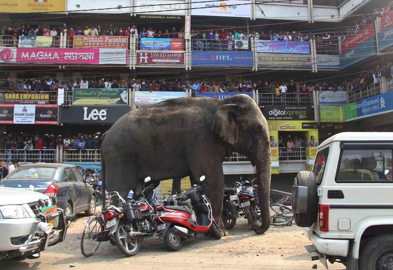 Attacks by elephants have been on the rise in eastern India. Wildlife experts say the destruction of animal habitats in the country is one of the main reasons for the increase in encounters between wild animals and villagers in rural areas of India. AP Photo
