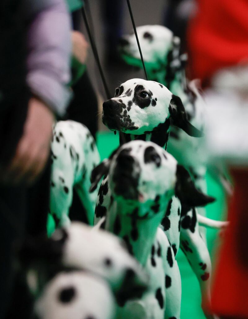 Dalmatians compete in the ring on the first day of the Crufts Dog Show in Birmingham, Britain.  Reuters