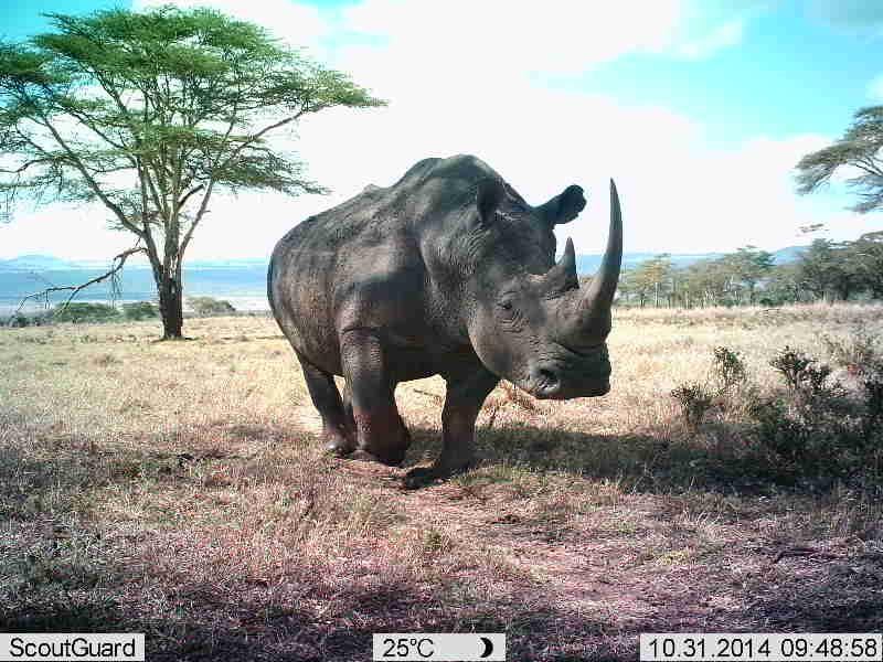 A mighty rhino. Lewa Wildlife Conservancy / ZSL