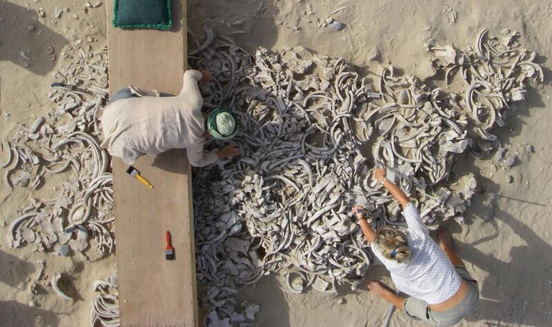 Excavations on the island site of Akab in Umm Al Quwain. Photo F. Borgi