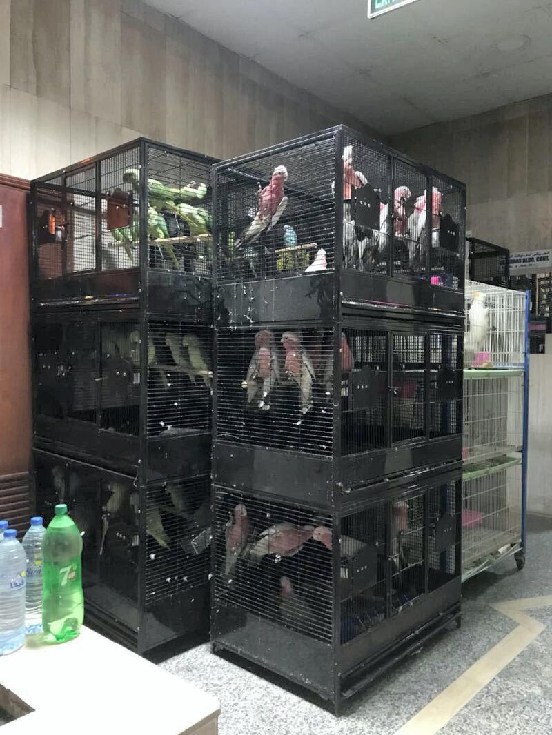 Dubai-UAE: 17 April 2018 – The Ministry of Climate Change and Environment (MOCCAE), in coordination with local government authorities in Sharjah, seized nearly 400 ornamental birds that are protected by the Convention on International Trade in Endangered Species of Wild Fauna and Flora (CITES). The illegal trading of these species is prohibited under the Federal Law No. (11) of the year 2002 Concerning Regulating and Controlling the International Trade in Endangered Species of Wild Fauna & Flora. 
The Environmental Compliance Department at MOCCAE revealed that the perpetrator, of Asian origin, harbored, with the intent to trade, a large number of birds in his residential apartment, which is close to the Birds and Animals Market in Al Jubail area, Sharjah. Courtesy Ministry of Climate Change and Environment