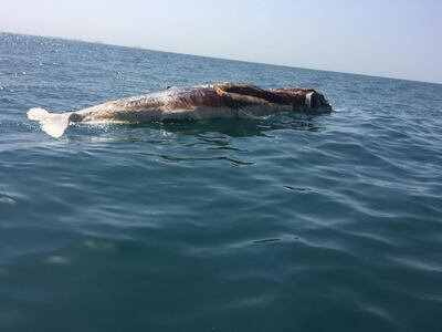 A dead whale is spotted off the coast of Ras Al Khaimah. Courtesy: Humaid Al Zaabi