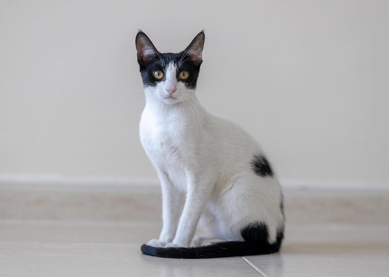 Gary, 8 months, male. Photo: 9 Lives